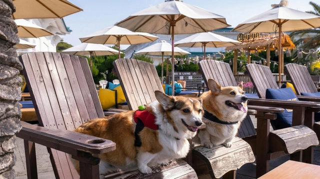####[Pet-Friendly Hotel Rules: What You Absolutely Must Know Before Booking](https://winwin.travel/blog/posts/pet-friendly-hotel-rules-what-you-absolutely-must-know-before-booking)